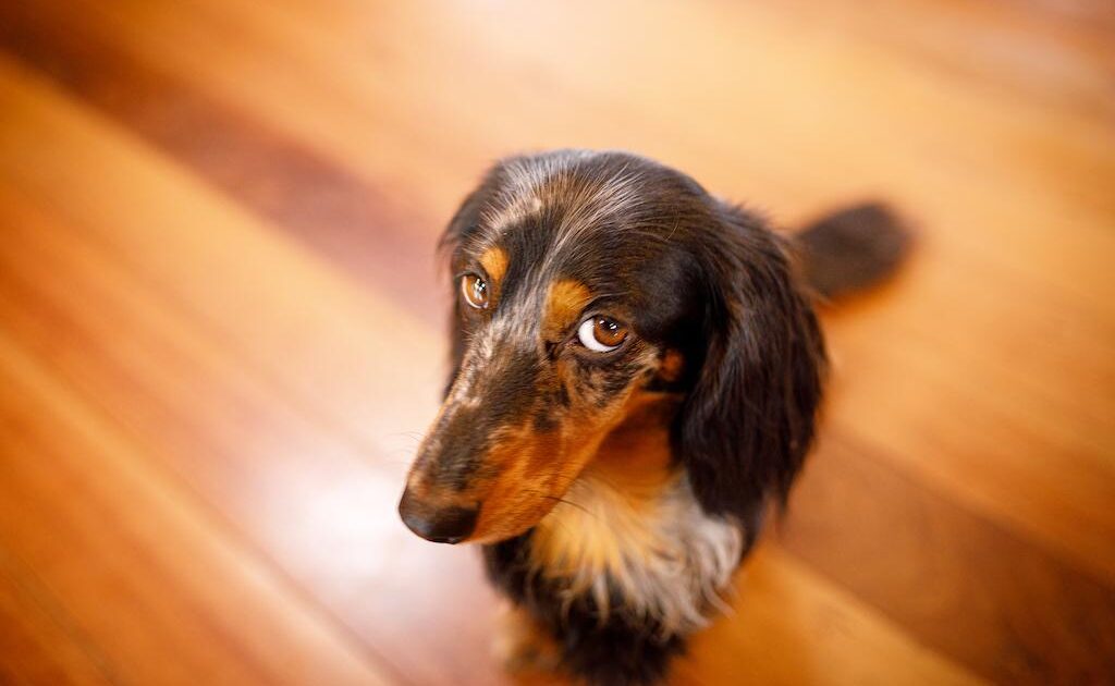 En långhårig tax med brun och svart päls sitter på ett polerat trägolv och tittar upp med själfulla, uttrycksfulla ögon.