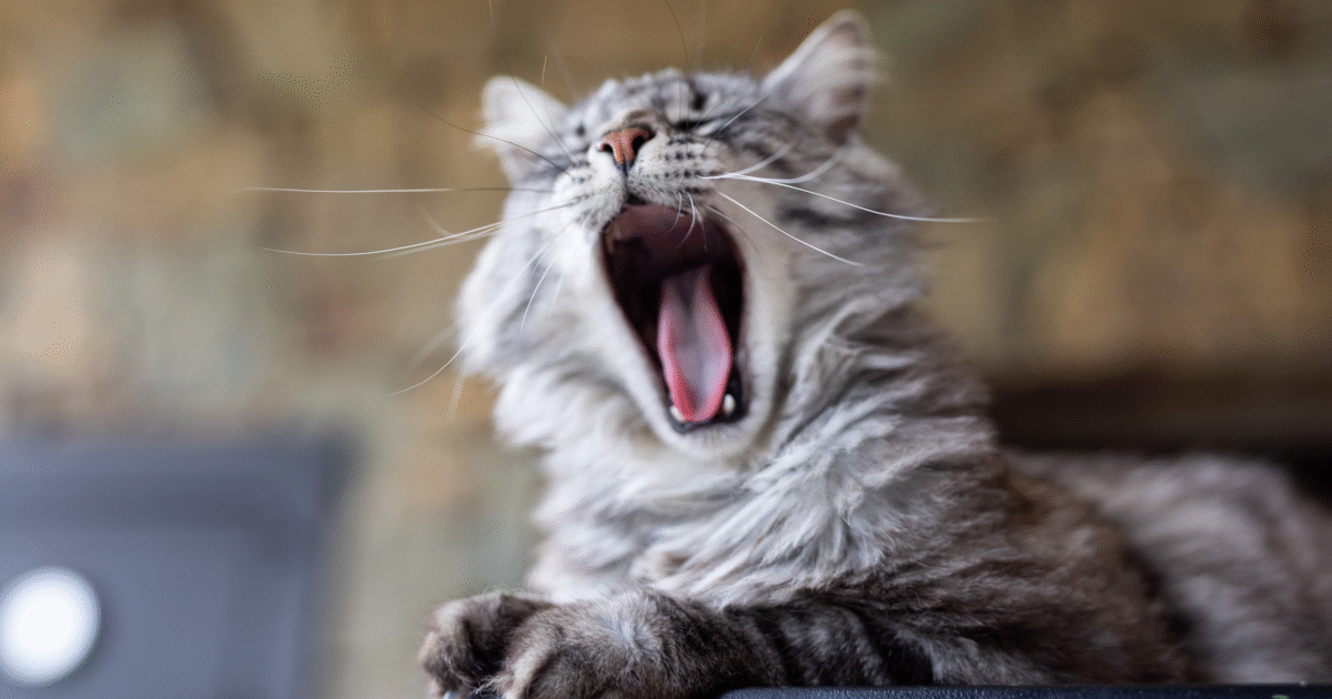 En fluffig grå katt med långa morrhår ligger ner och gäspar stort, visar tänderna och den rosa tungan. Bakgrunden är suddig, vilket drar fokus till kattens uttrycksfulla ansikte.